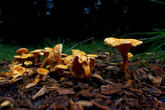Mushroom of the Month: Chanterelle or Cantharellus cibarius