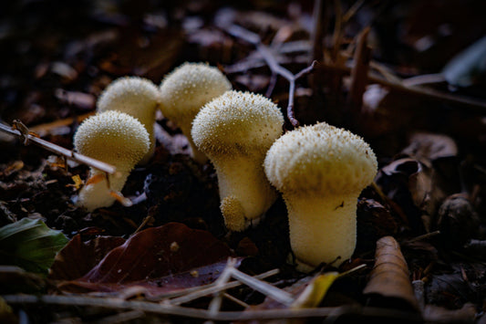 Mushroom of the Month: Common Puffball or Lycoperdon Perlatum