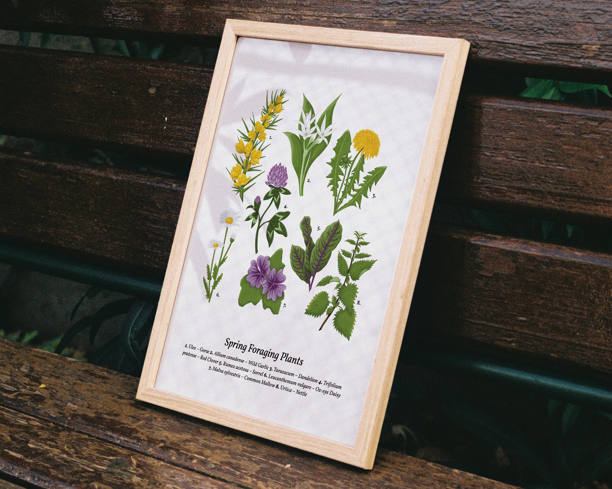 Spring Foraging Wall Art - A4 Framed on Bench