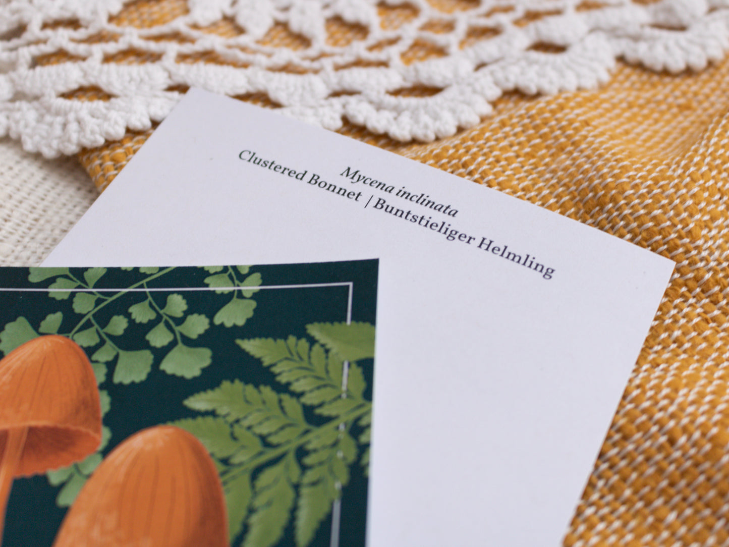 Clustered Bonnet Mushroom Postcard - Close Up