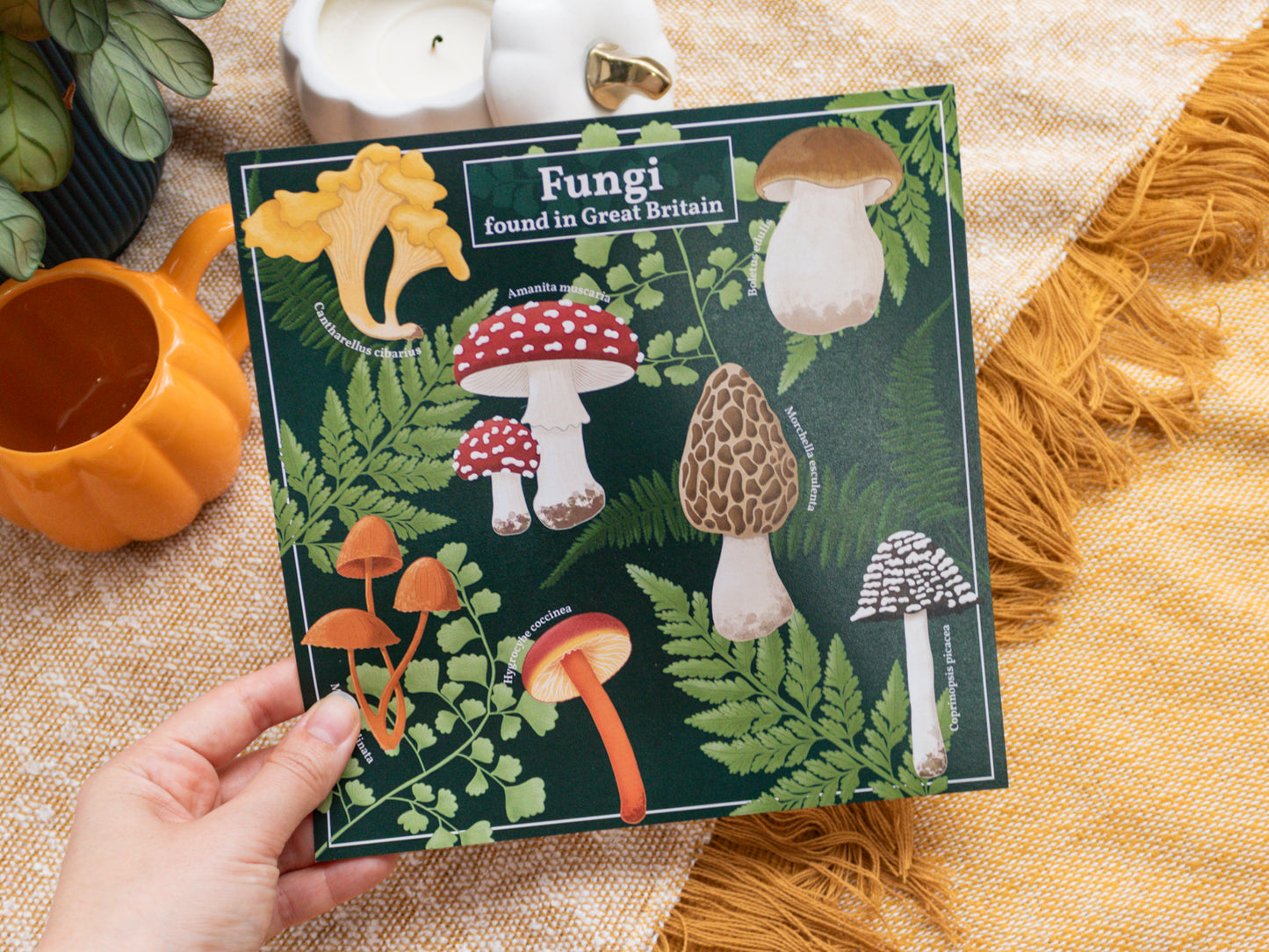 Mushroom Wall Art - Fungi found in Great Britain