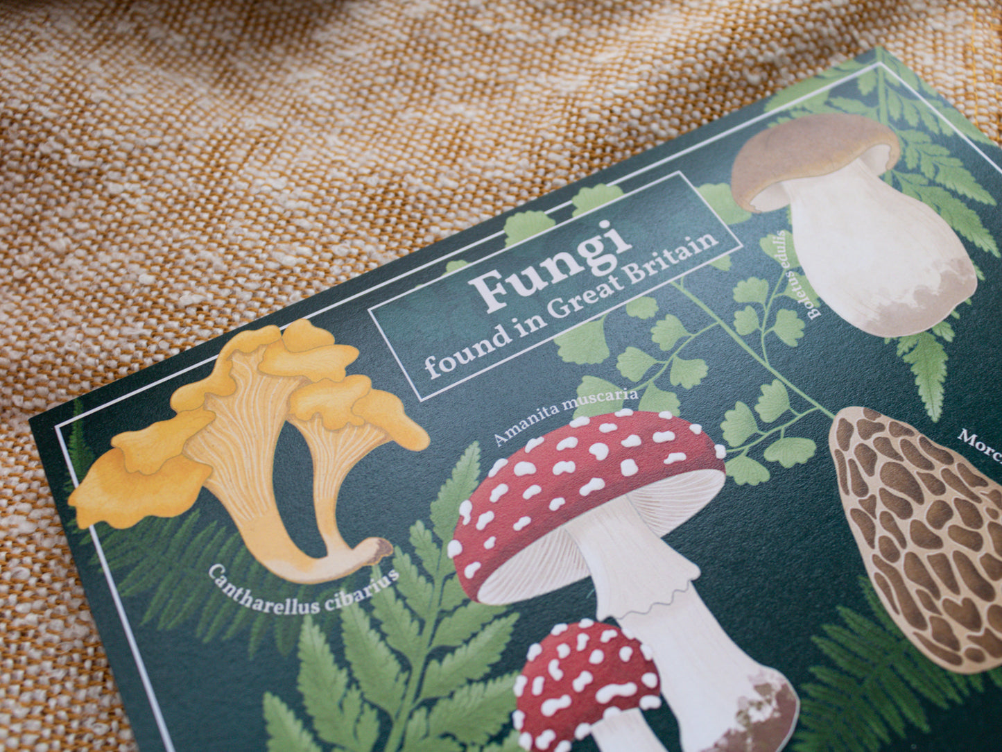 Mushroom Wall Art - Fungi found in Great Britain