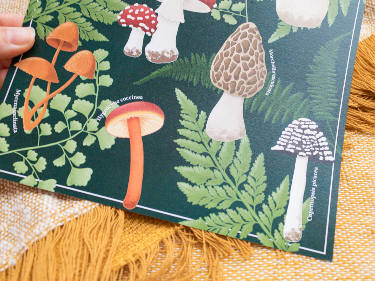 Mushroom Wall Art - Fungi found in Great Britain