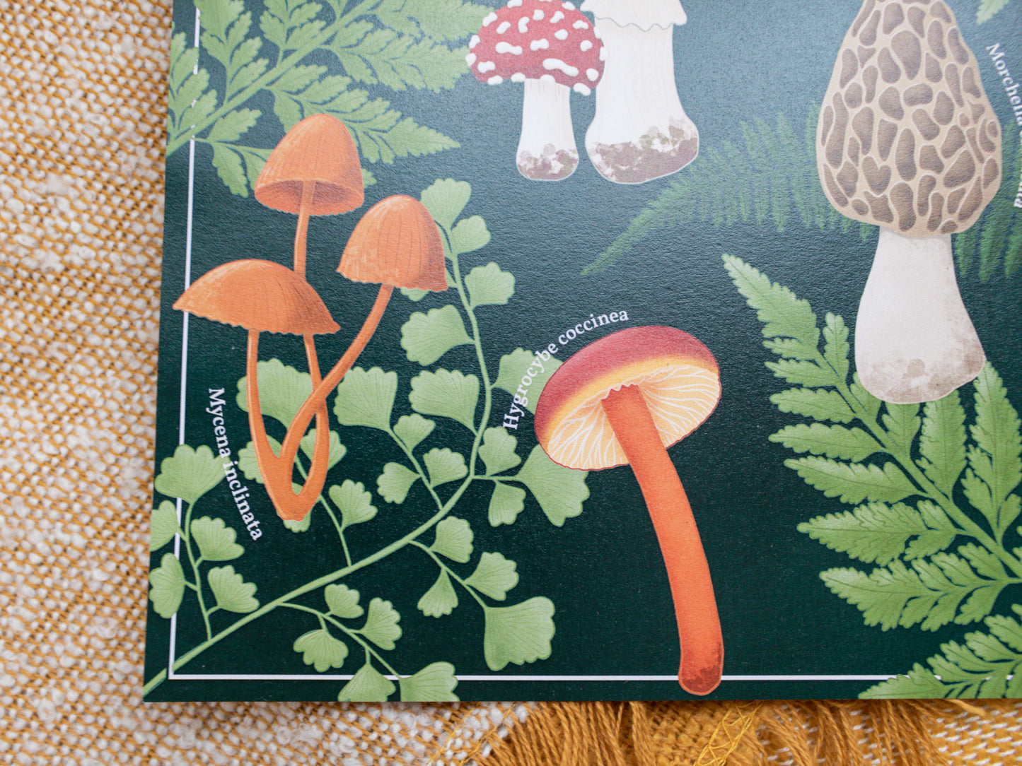 Mushroom Wall Art - Fungi found in Great Britain