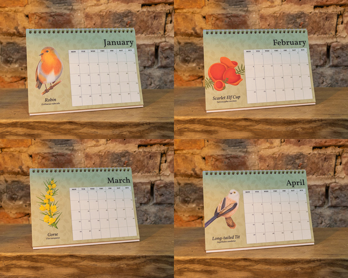 Four spiral-bound monthly desk calendar pages arranged in a 2x2 grid on a wooden surface against a rustic stone wall. The calendars show January, February, March, and April pages with bird and floral illustrations: robin, scarlet cup, gorse, and long-tailed tit.