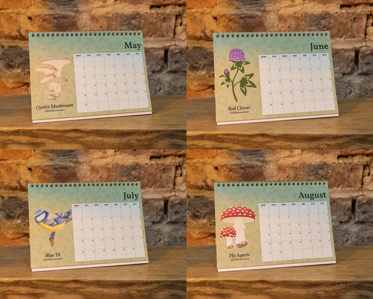Four spiral-bound desk calendar pages from May to August displayed on a rustic wooden surface against a brick wall background. Each page features a different nature illustration: a mushroom for May, a flower for June, a bird for July, and mushrooms for August.