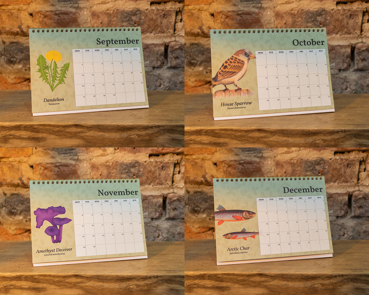 Four spiral-bound monthly desk calendars pages arranged in a 2x2 grid on a rustic wooden surface with a stone wall background. The calendars show September, October, November, and December pages with illustrated nature-themed headers: Dandelion, House Sparrow, Amethyst Deceiver, and Arctic Char.