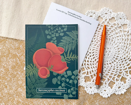 Scarlet Elf Cup Mushroom Post Card