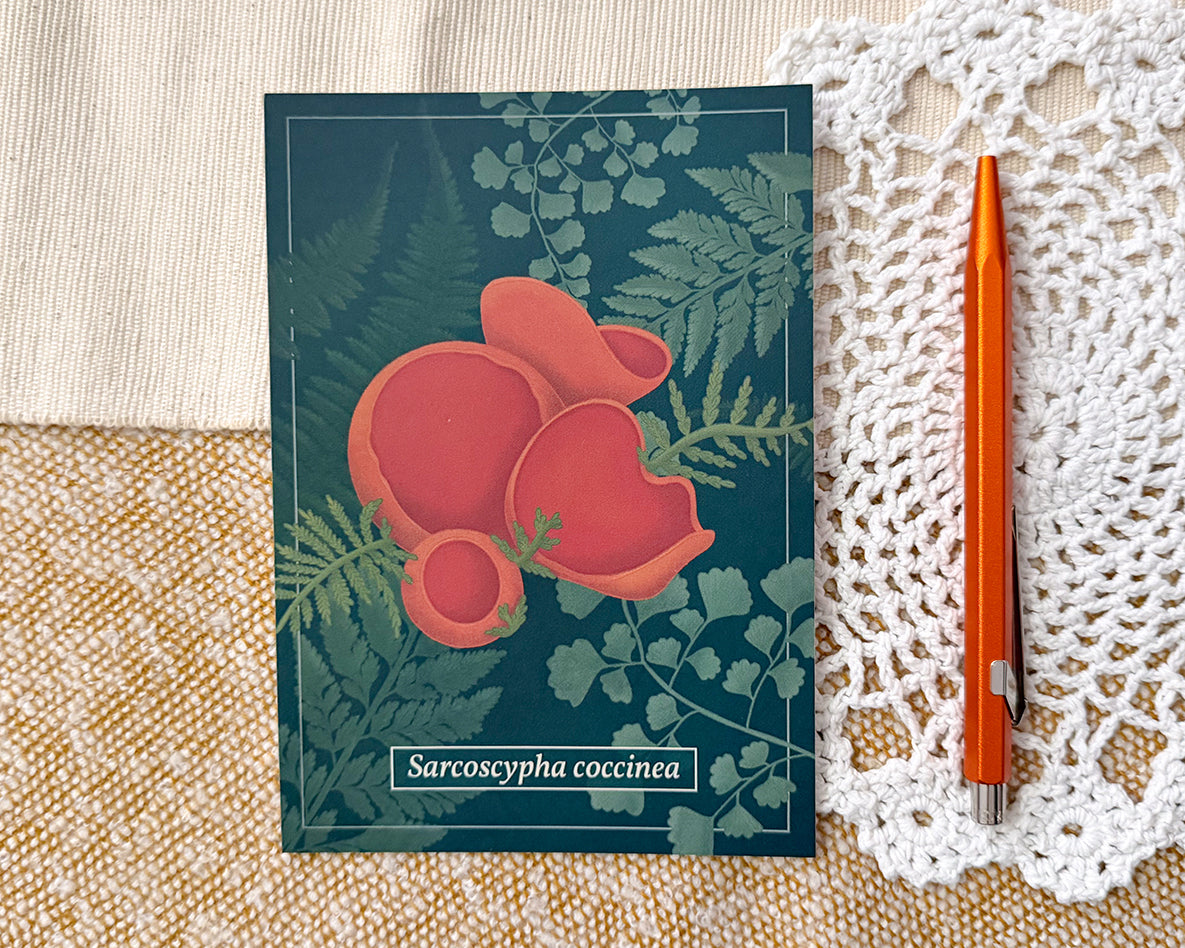Scarlet Elf Cup Mushroom Post Card