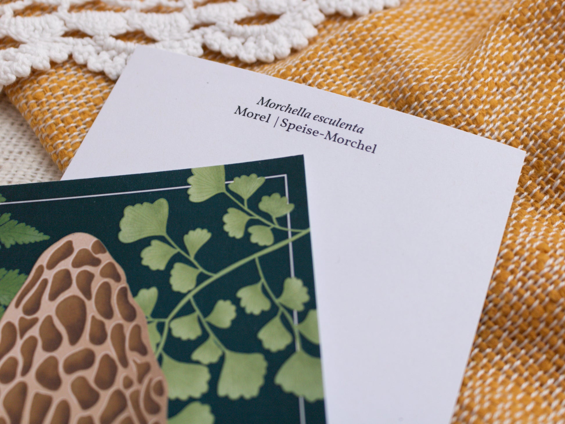 Morel Mushroom Postcard - Close Up