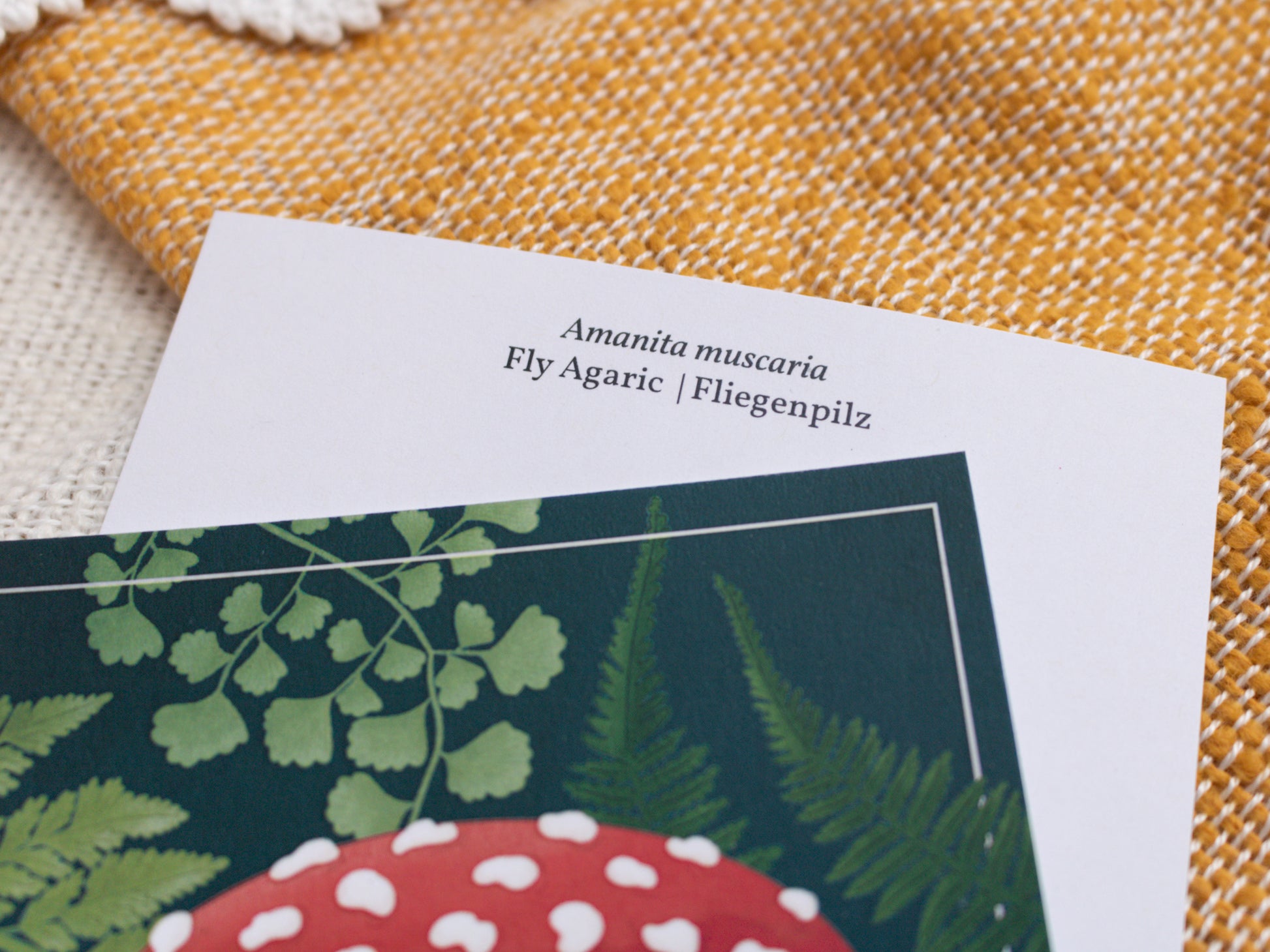 Fly Agaric Mushroom Postcard - Close Up